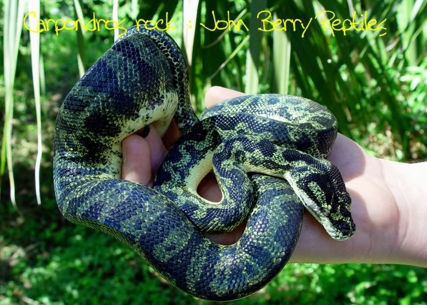 Green Tree Python Care Wallflower Herpetoculture